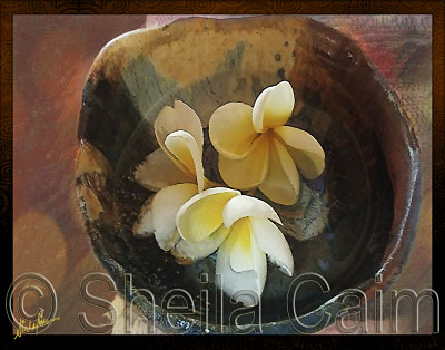 frangipani flowers in bowl in Belize